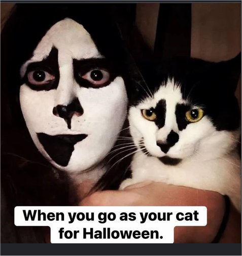 caturday 2 majorgeeks.jpg